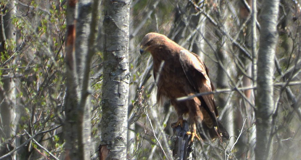Orlik krzykliwy (Clanga pomarina)