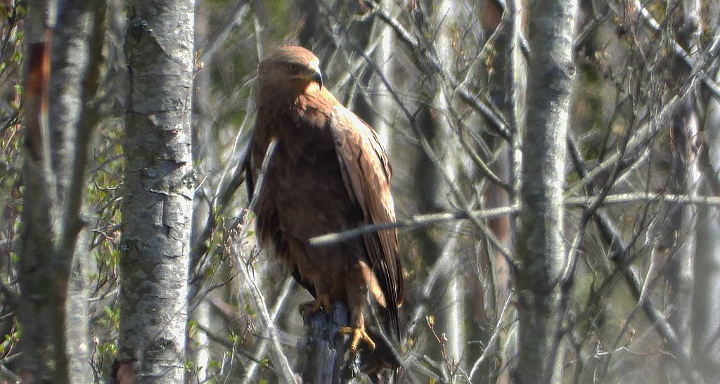 Orlik krzykliwy (Clanga pomarina)