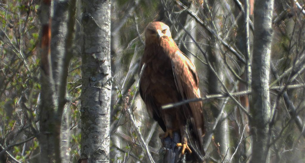 Orlik krzykliwy (Clanga pomarina)