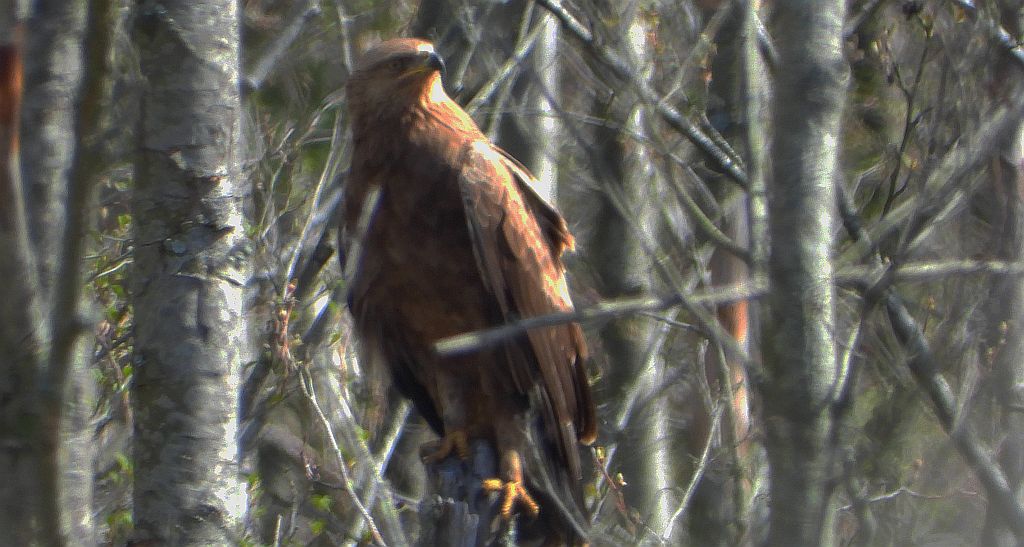 Orlik krzykliwy (Clanga pomarina)