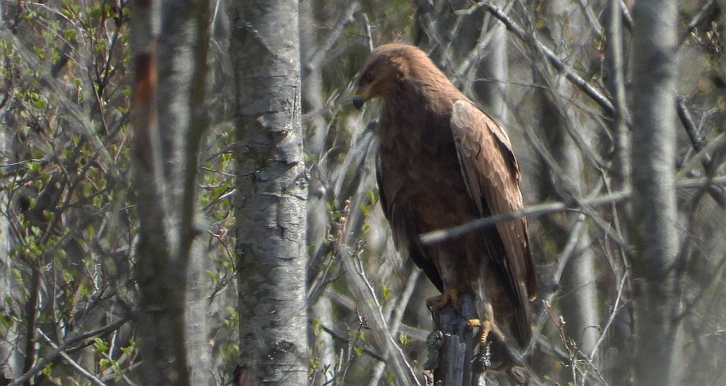 Orlik krzykliwy (Clanga pomarina)