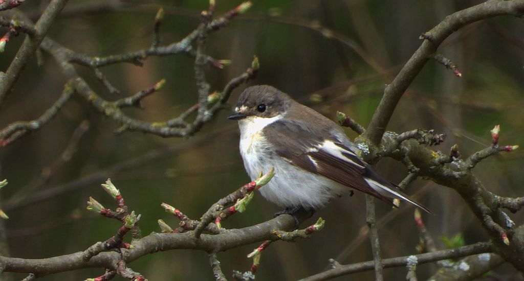 Muchołówka żałobna (Ficedula hypoleuca)