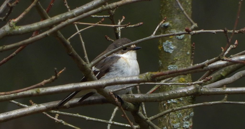 Muchołówka żałobna (Ficedula hypoleuca)