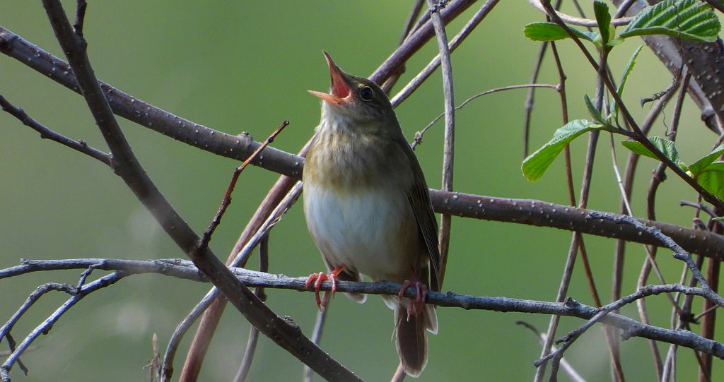 Strumieniówka (Locustella fluviatilis)