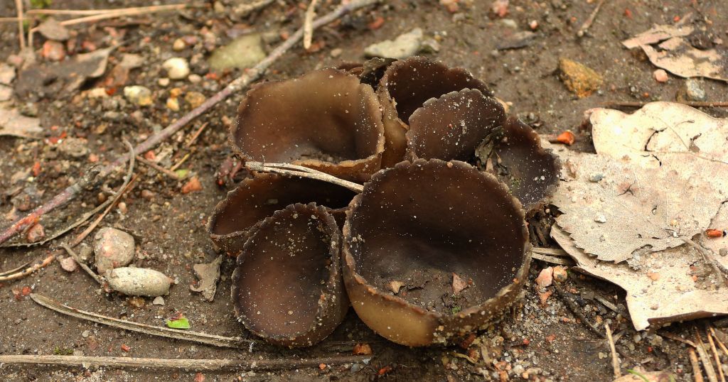 Kustrzebka brunatna (Peziza badia)