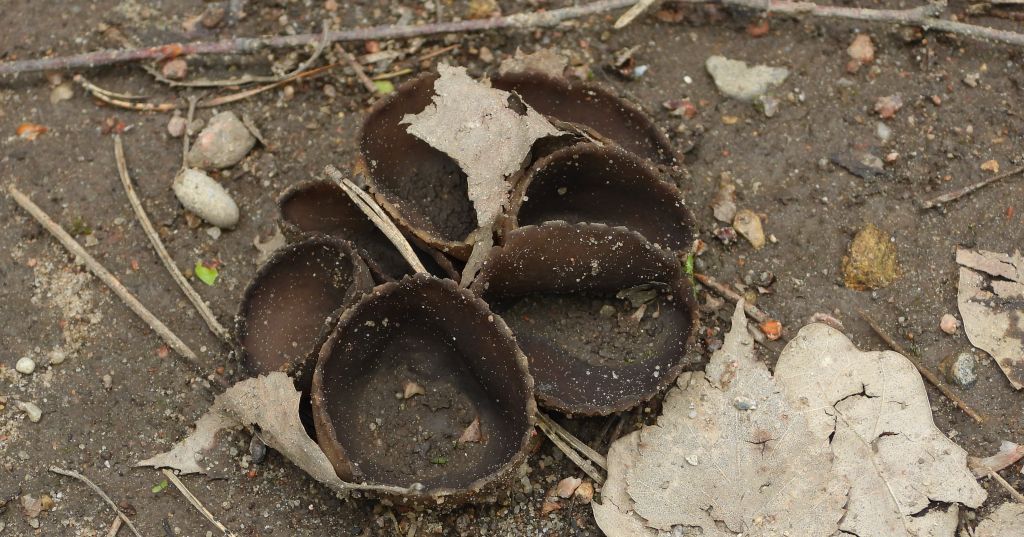 Kustrzebka brunatna (Peziza badia)