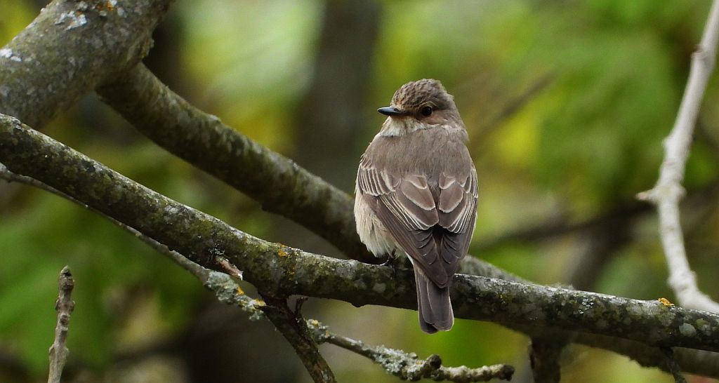 Muchołówka szara (Muscicapa striata)