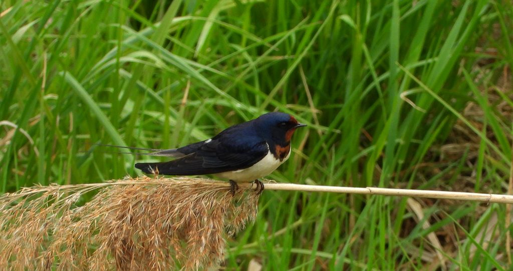 Dymówka, jaskółka dymówka (Hirundo rustica)