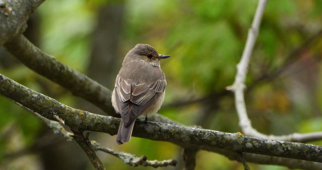 Muchołówka szara (Muscicapa striata)