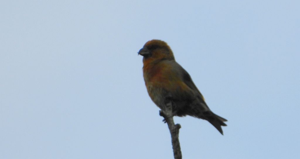 Krzyżodziób świerkowy (Loxia curvirostra)