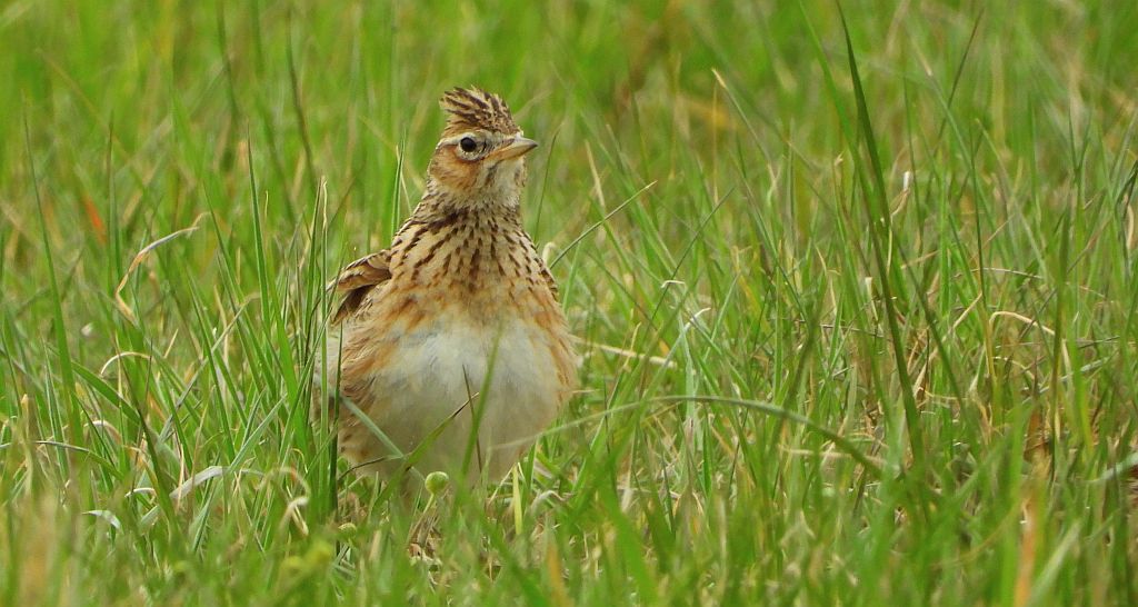 Skowronek zwyczajny, skowronek, skowronek polny, rolak (Alauda arvensis)