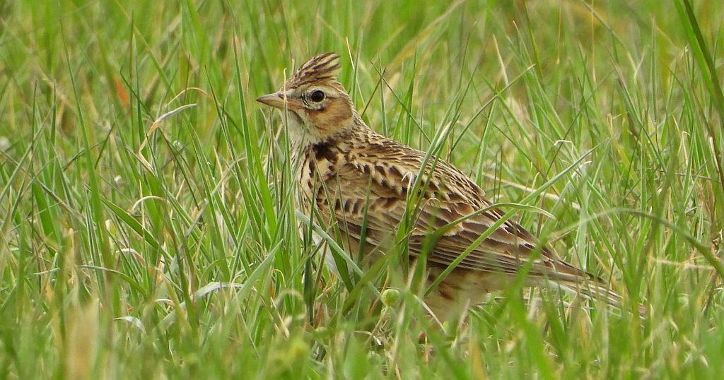 Skowronek zwyczajny, skowronek, skowronek polny, rolak (Alauda arvensis)