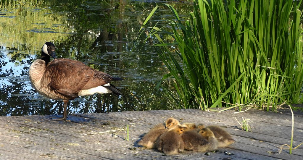 Bernikla kanadyjska (Branta canadensis)
