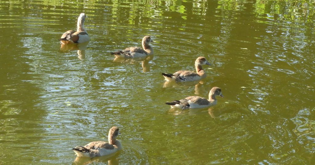 Kazarka egipska, gęsiówka egipska, gęś egipska (Alopochen aegyptiaca)