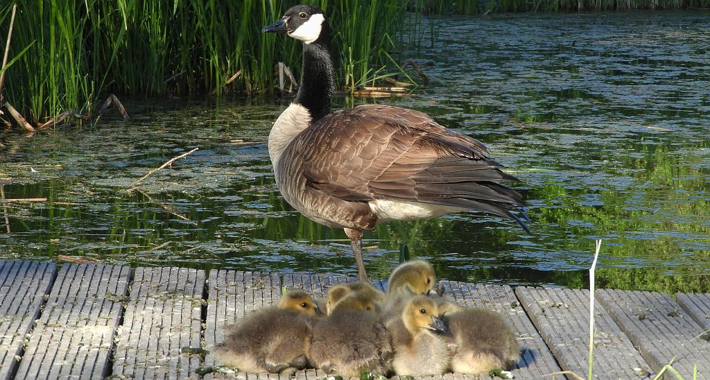 Bernikla kanadyjska (Branta canadensis)