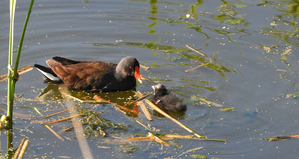 Kokoszka zwyczajna, kokoszka, kokoszka wodna, kurka wodna (Gallinula chloropus)