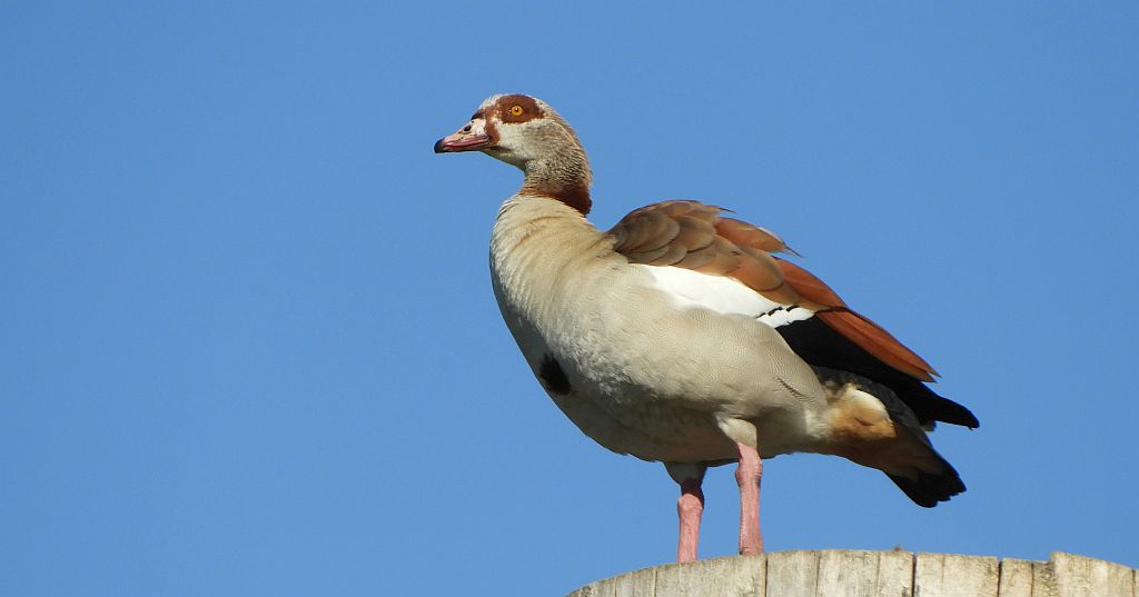 Kazarka egipska, gęsiówka egipska, gęś egipska (Alopochen aegyptiaca)