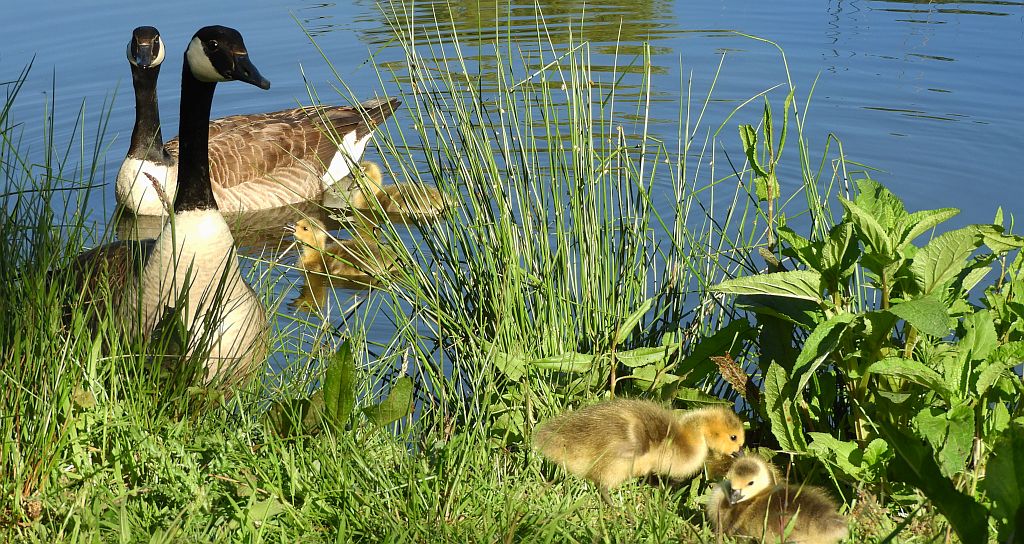 Bernikla kanadyjska (Branta canadensis)