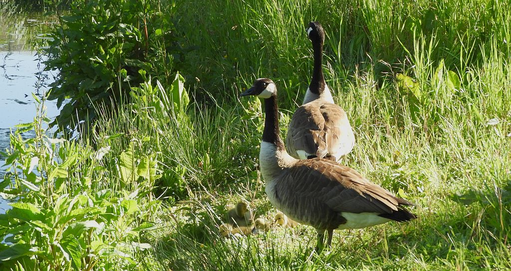 Bernikla kanadyjska (Branta canadensis)