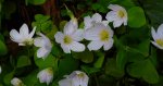 Szczawik zajęczy (Oxalis acetosella)