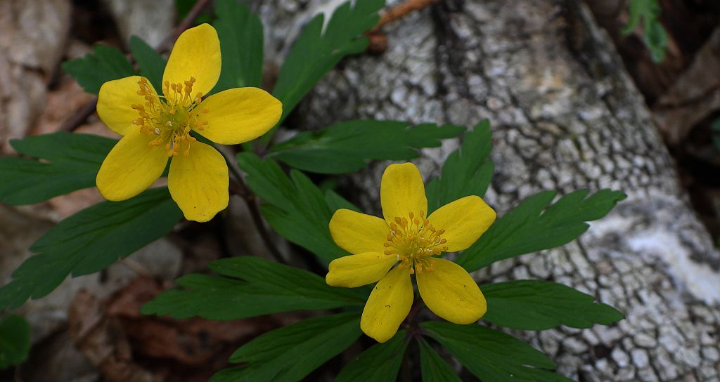 Zawilec żółty (Anemone ranunculoides)