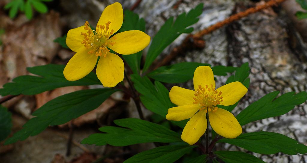 Zawilec żółty (Anemone ranunculoides)