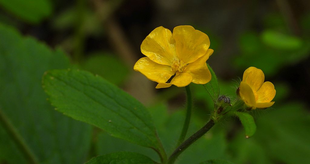 Jaskier rozłogowy, jaskier rozesłany (Ranunculus repens)