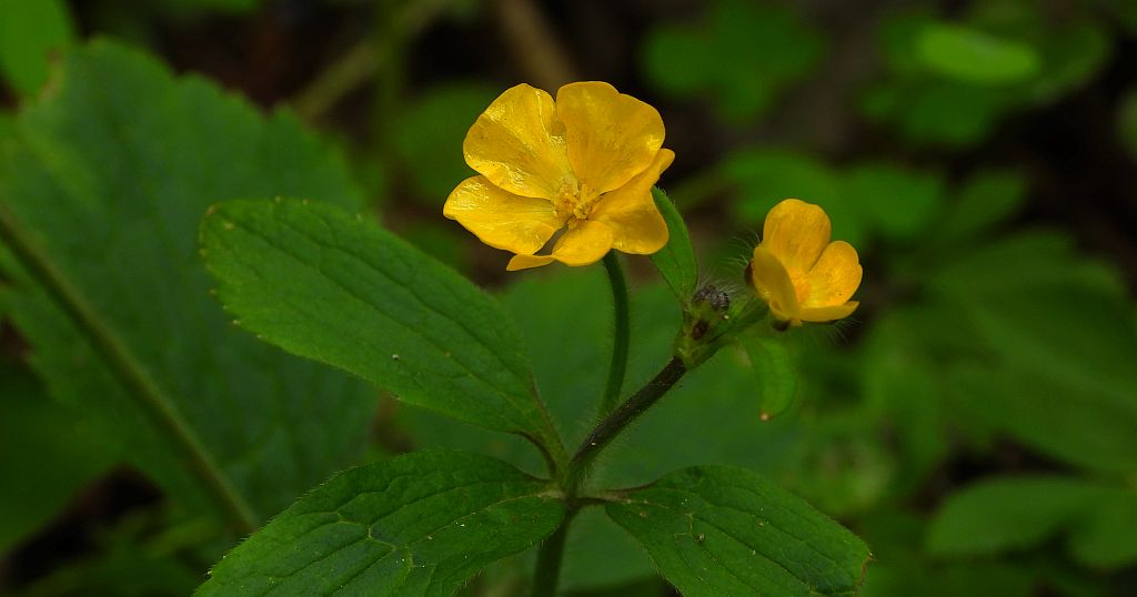 Jaskier rozłogowy, jaskier rozesłany (Ranunculus repens)