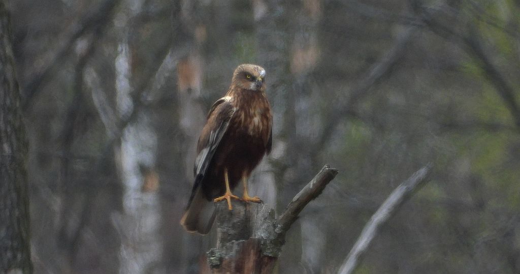 Błotniak stawowy (Circus aeruginosus)