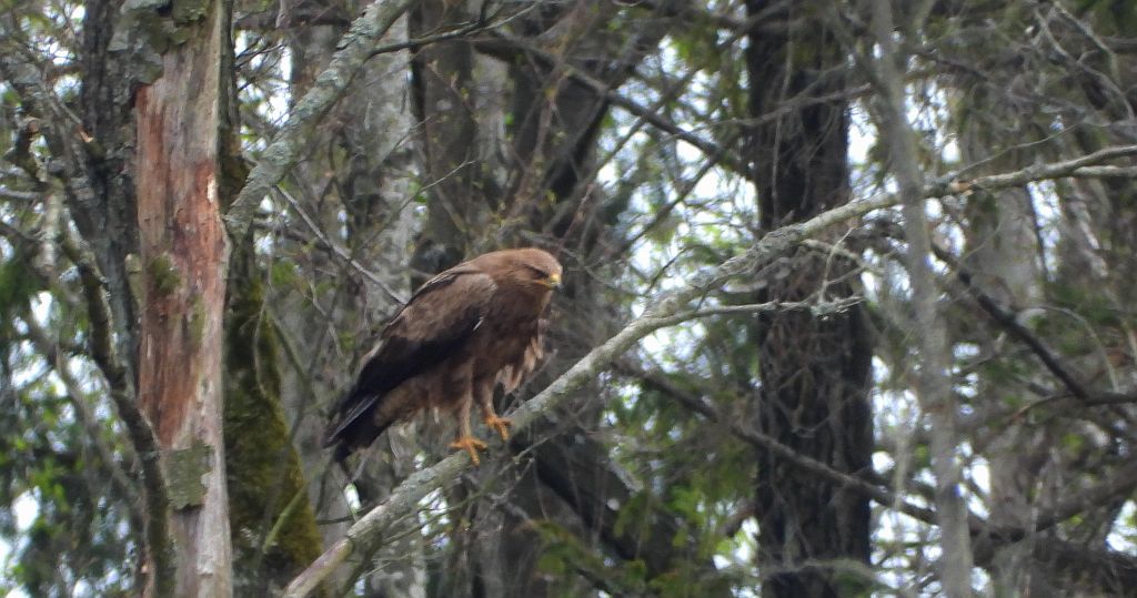 Orlik krzykliwy (Clanga pomarina)