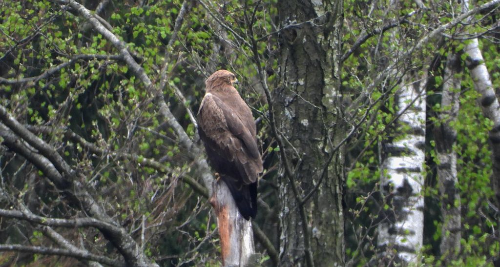 Orlik krzykliwy (Clanga pomarina)