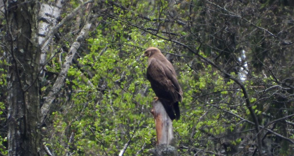Orlik krzykliwy (Clanga pomarina)