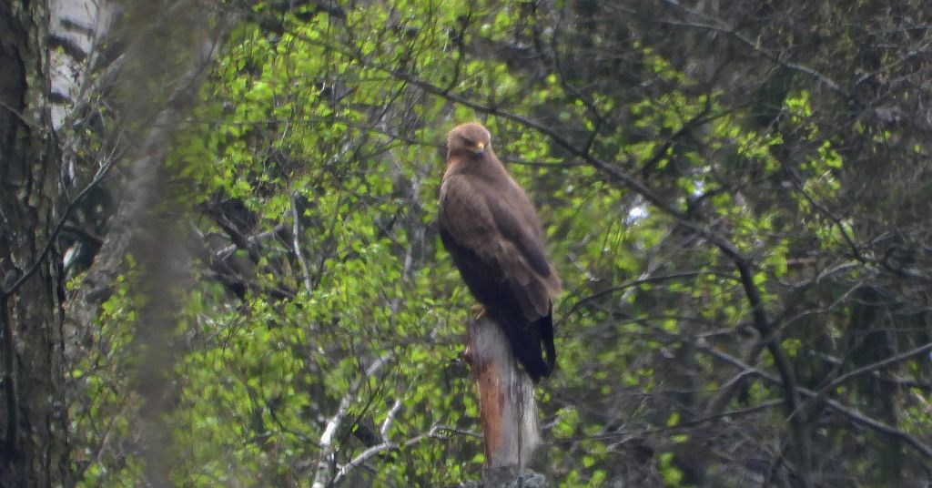 Orlik krzykliwy (Clanga pomarina)