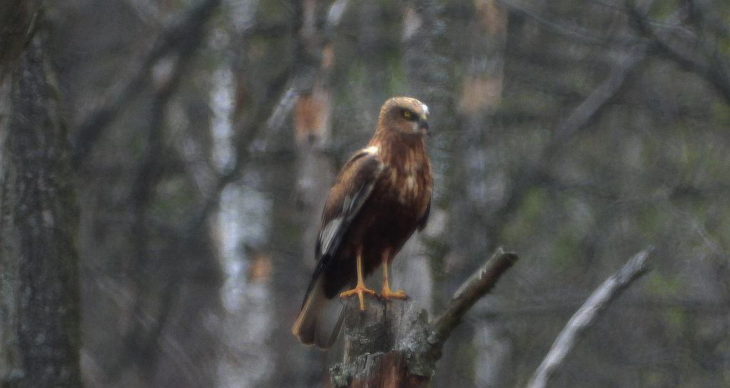 Błotniak stawowy (Circus aeruginosus)