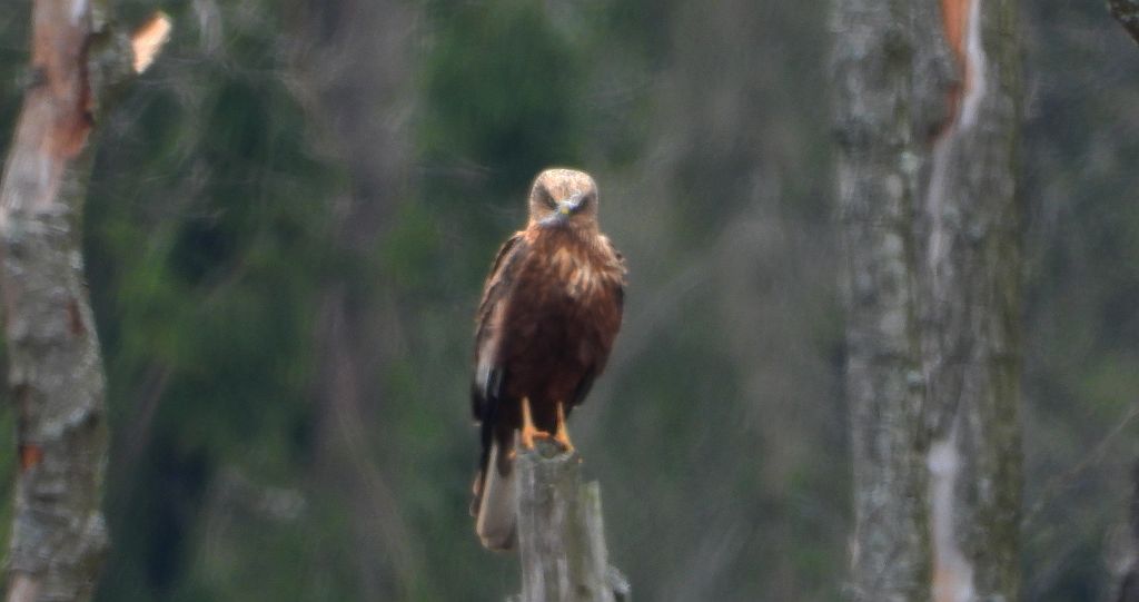 Błotniak stawowy (Circus aeruginosus)