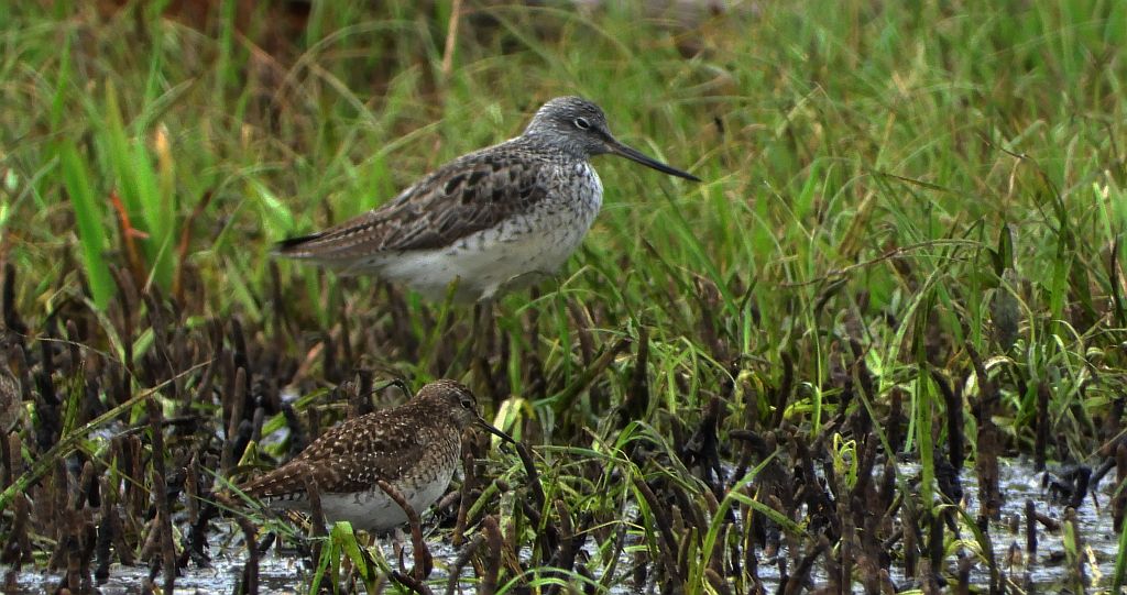 Kwokacz, brodziec kwokacz (Tringa nebularia) i łęczak, brodziec leśny, trawnik (Tringa glareola)