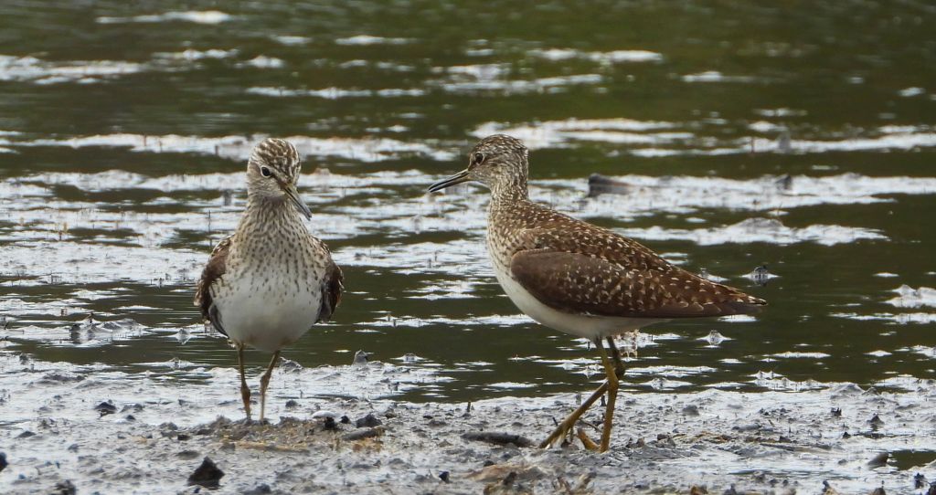 Łęczak, brodziec leśny, trawnik (Tringa glareola)