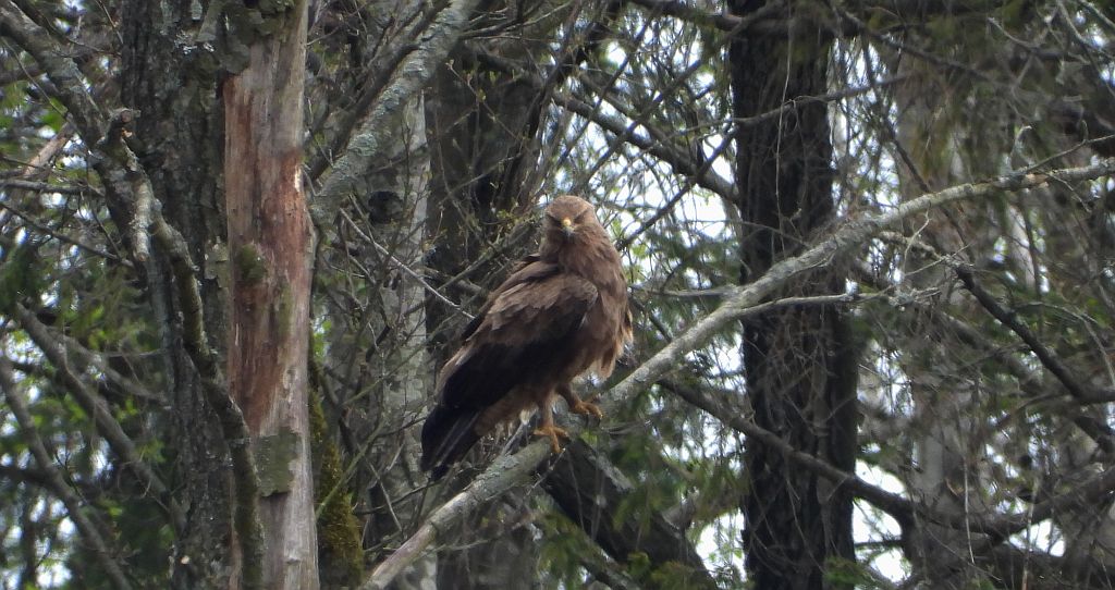 Orlik krzykliwy (Clanga pomarina)