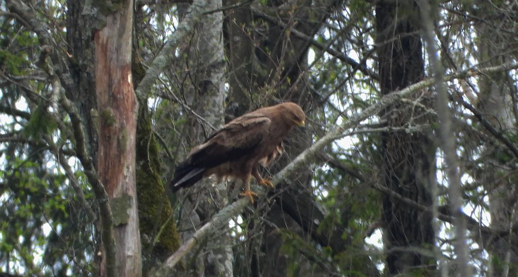 Orlik krzykliwy (Clanga pomarina)