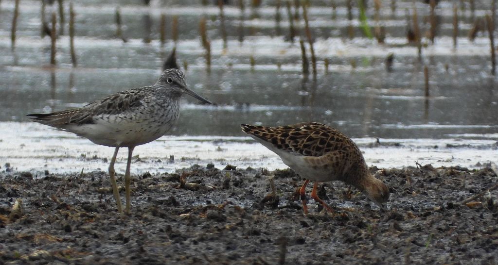 Kwokacz, brodziec kwokacz (Tringa nebularia) i batalion, bojownik batalion, biegus bojownik, bojownik zmienny (Calidris pugnax)