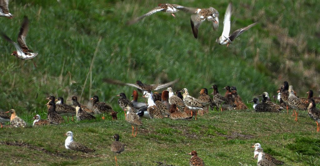 Batalion, bojownik batalion, biegus bojownik, bojownik zmienny (Calidris pugnax)