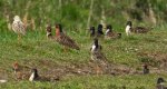 Batalion, bojownik batalion, biegus bojownik, bojownik zmienny (Calidris pugnax)