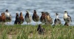 Batalion, bojownik batalion, biegus bojownik, bojownik zmienny (Calidris pugnax)