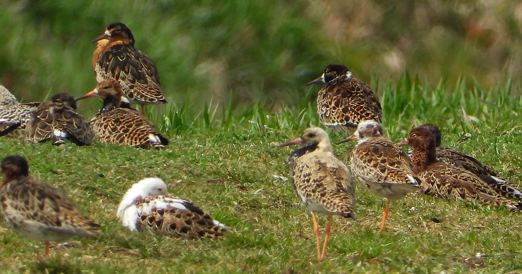 Batalion, bojownik batalion, biegus bojownik, bojownik zmienny (Calidris pugnax)