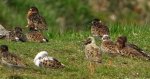 Batalion, bojownik batalion, biegus bojownik, bojownik zmienny (Calidris pugnax)