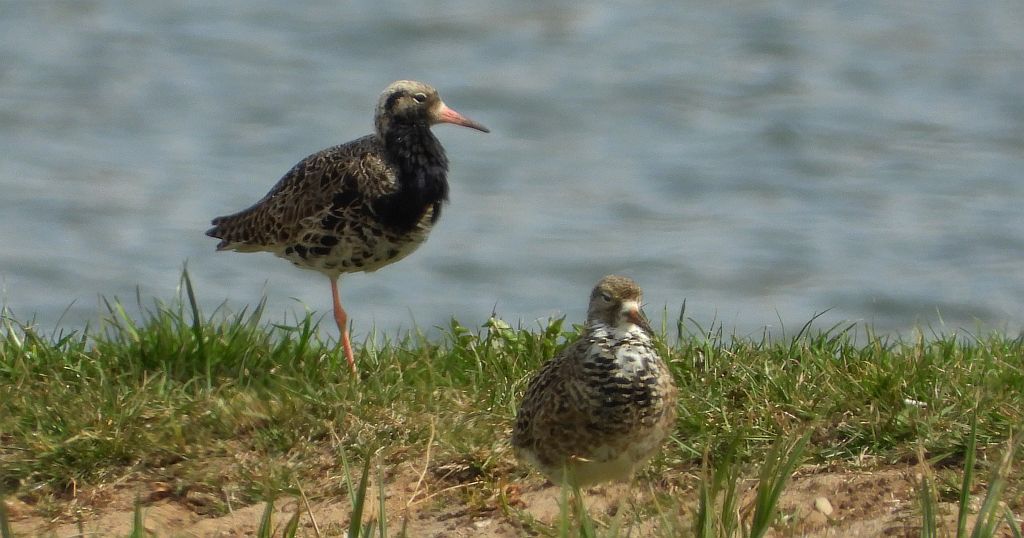 Batalion, bojownik batalion, biegus bojownik, bojownik zmienny (Calidris pugnax)