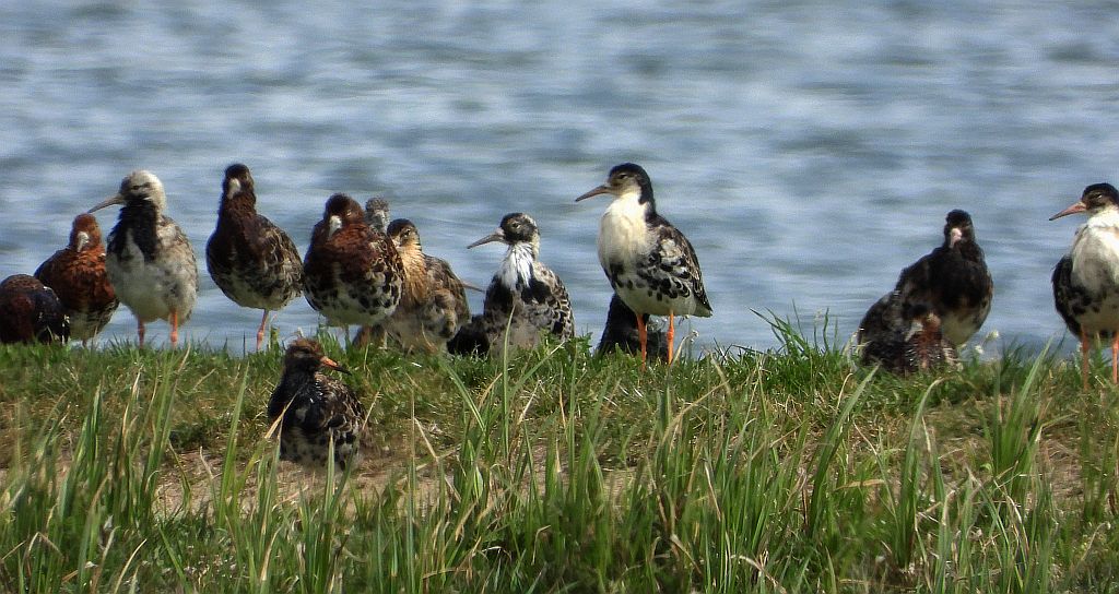 Batalion, bojownik batalion, biegus bojownik, bojownik zmienny (Calidris pugnax)