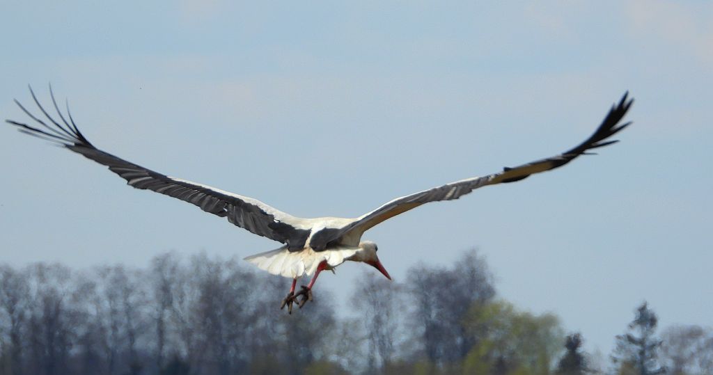 Bocian biały (Ciconia ciconia)