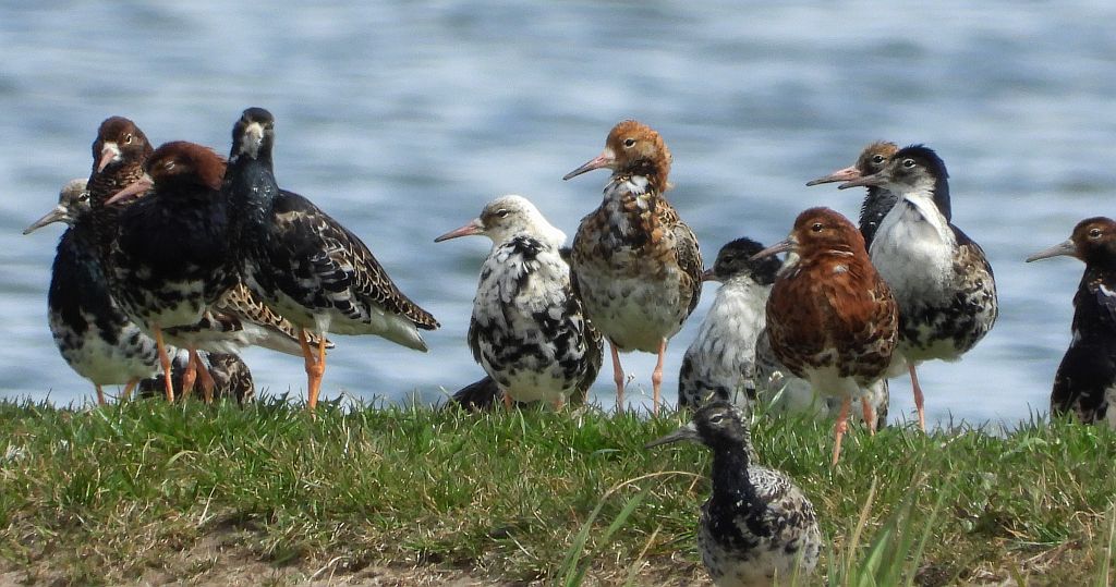 Batalion, bojownik batalion, biegus bojownik, bojownik zmienny (Calidris pugnax)