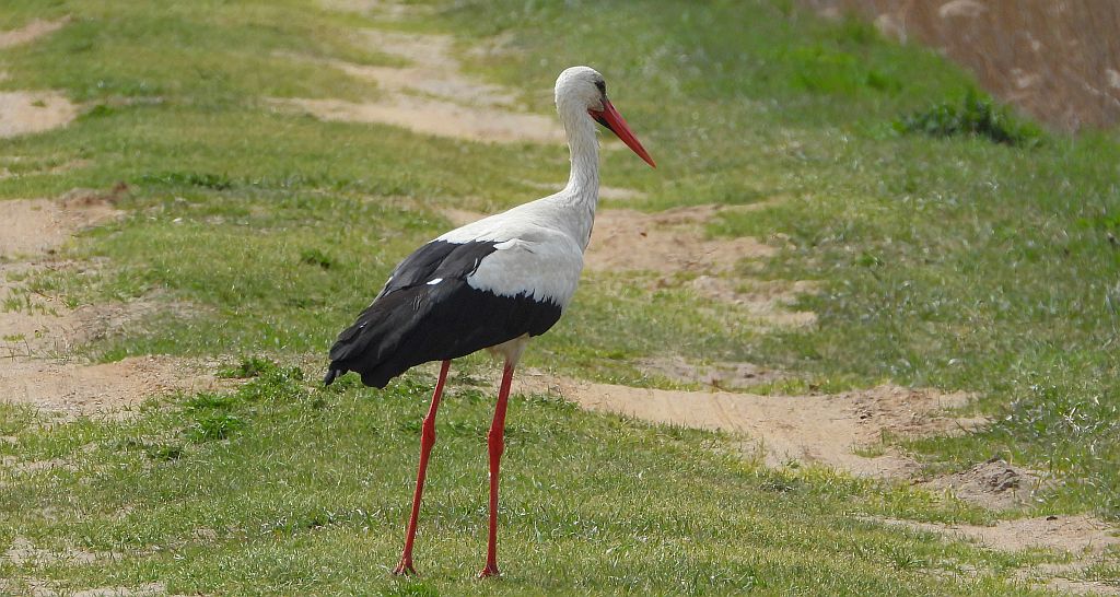 Bocian biały (Ciconia ciconia)